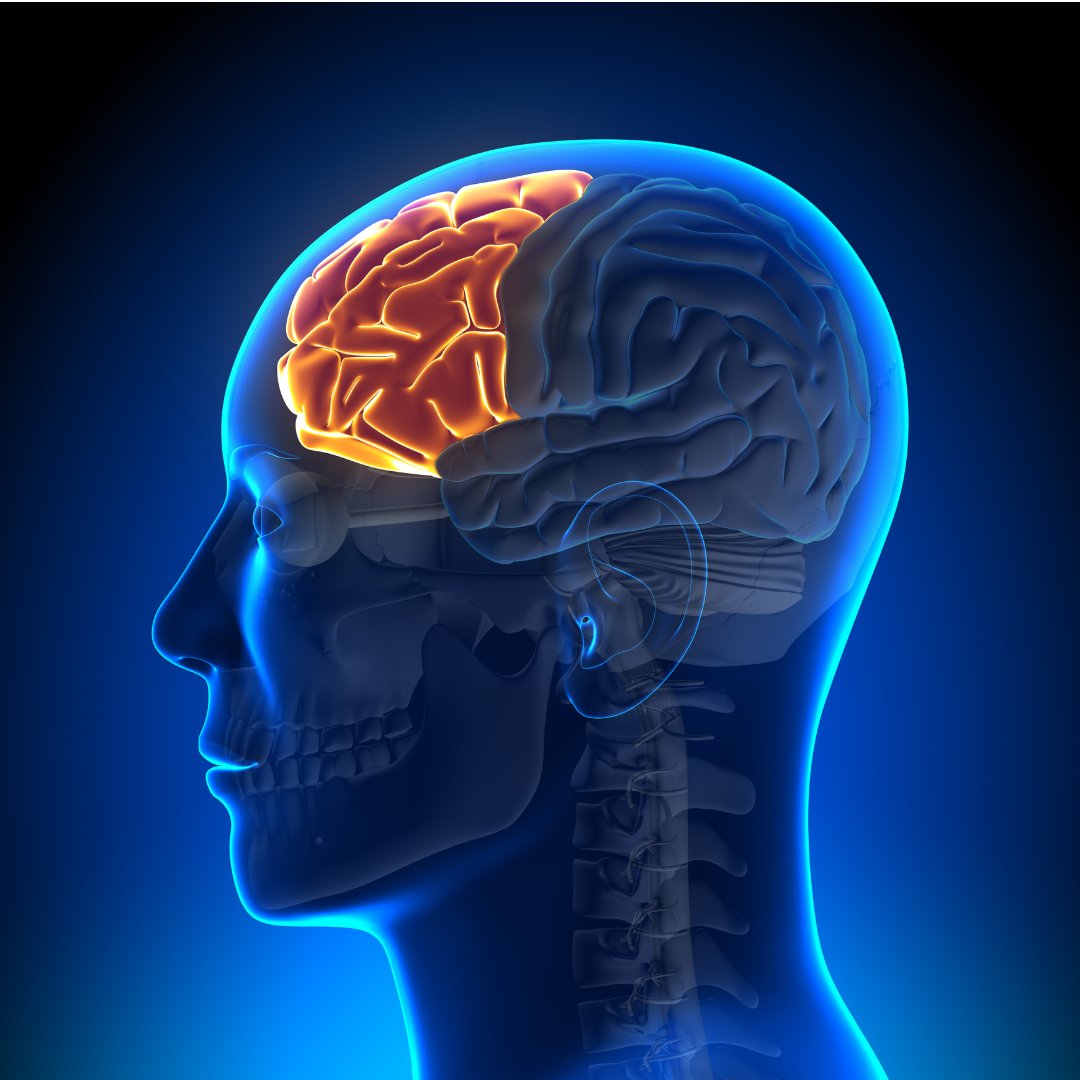 A diagram of where the prefrontal cortex is in the brain